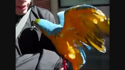 GUACAMAYO APRENDE FLAMENCOEN GETAFE EDUCAMOS,A LOS ANIMALES