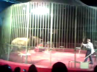 spectacle de lion au parc saint paul