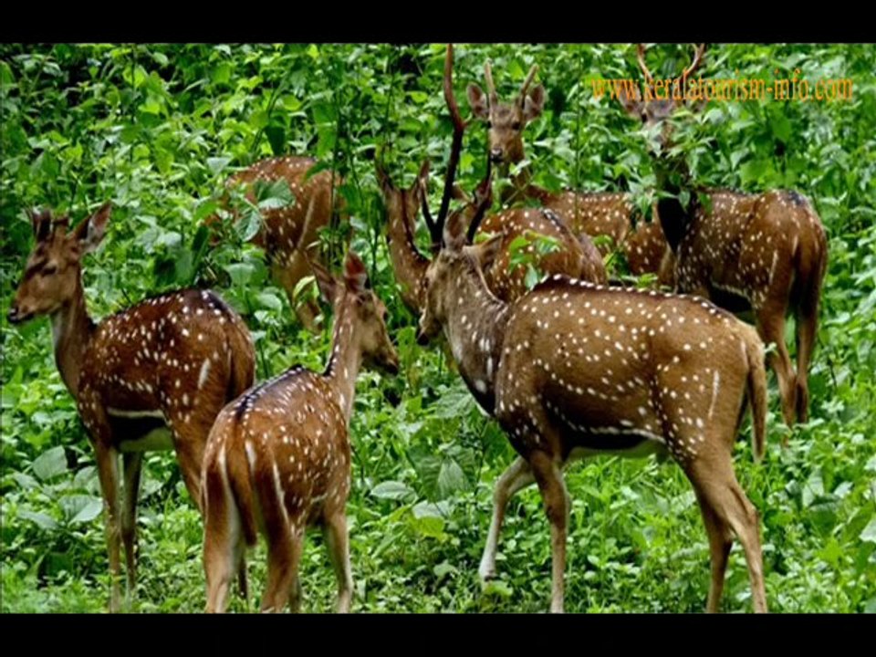 Get the Unbelievable Rates in Kerala Wildlife Tour Packages