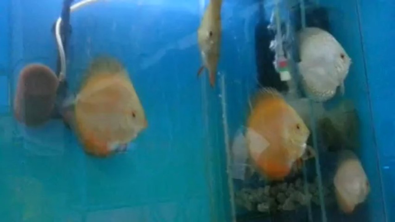 red melon x butterfly yavrular 5 aylık