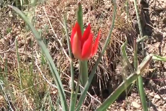 Bu laleyi koparmanın cezası 33 bin lira