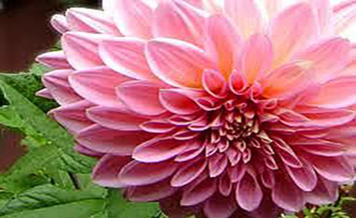 ♫ ♪ ❤ Dalia ≧❀‿❀≦ Konkani song ❤ ♪ ♫