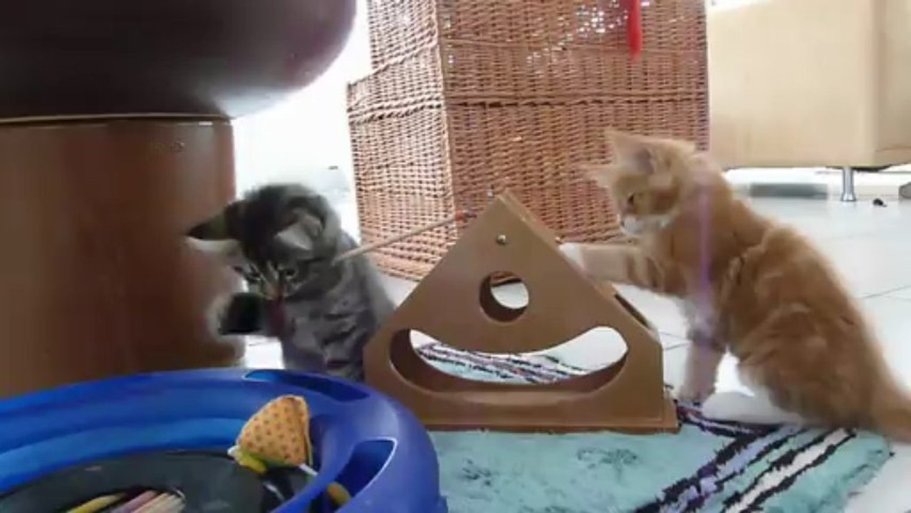 Riedpark Maine Coons