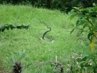 Enjoy North Bengal Jungles Tour on This PUJA 2013