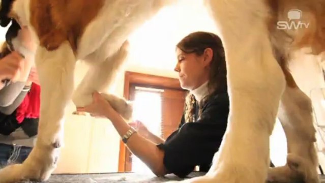 Toilettage canin / Toilettage à Dour, Mons pour chien By Sw tv