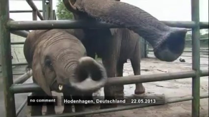Un éléphant prédit la victoire du Bayern... - no comment