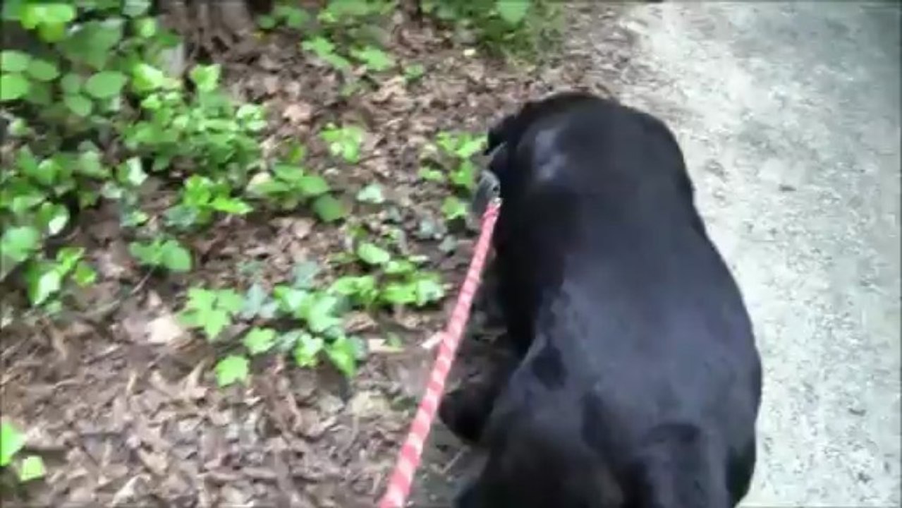 bouchon en balade sur la voie verte mai 2013