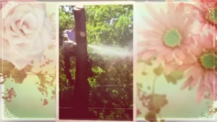 American Tree Service - (336) 847-8283