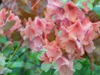 Ballade au Jardin Albert Kahn