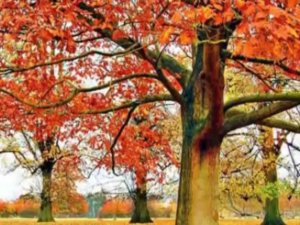 Mélodie pour un automne Danielle Licari