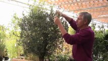 Tailler un olivier : les bons conseils