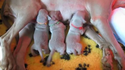 Les Petits Gloutons!!