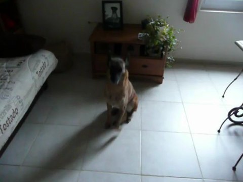 Petit cours de dressage, sans dire un mot :)