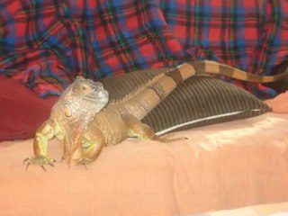 Falsas Apariencias, Noelia Amarillo. Terciopelo Ed.