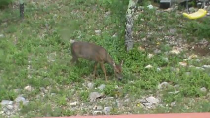 Ma Bibiche et la Voisine 🌸