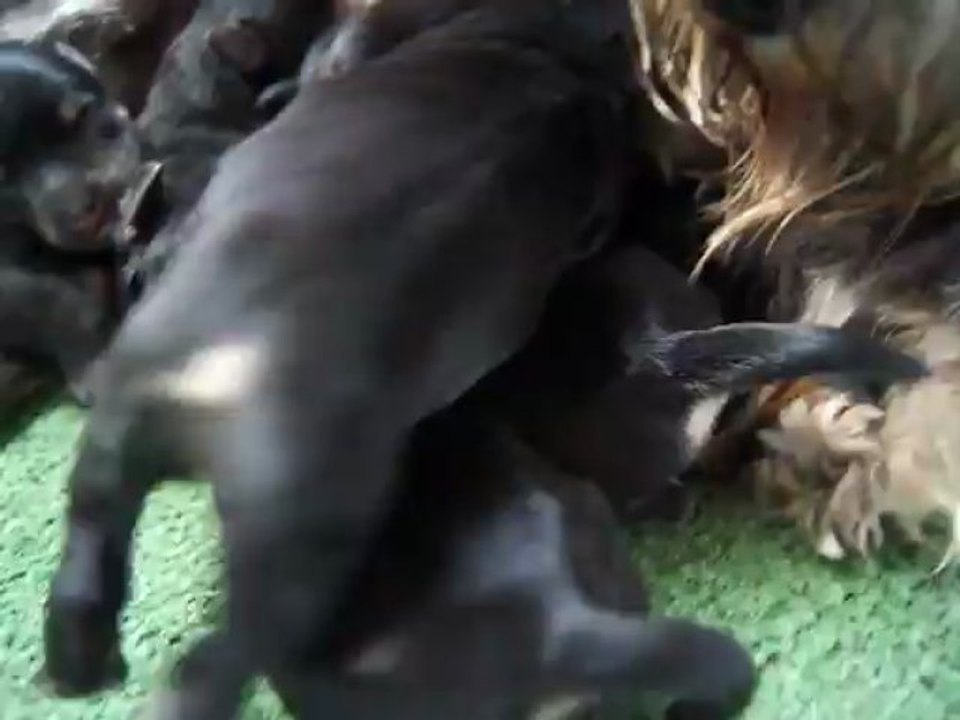 bébés schnauzers nains noirs et argents