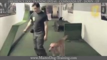 Obedience Dog Training DVD #1 - Commands Sit - Down - Up DVD for only $39.95