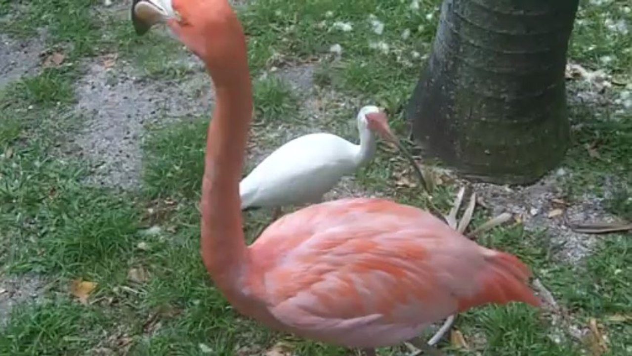 Flamingos in Miami