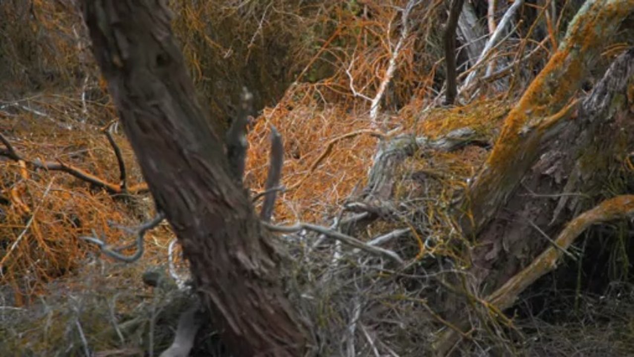 Géothermie de Taupo à Rotorua, Nouvelle-Zélande