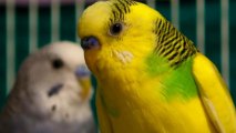 Bird Ice Cream Comes in Parakeet, Cockatiel and Sparrow Flavors