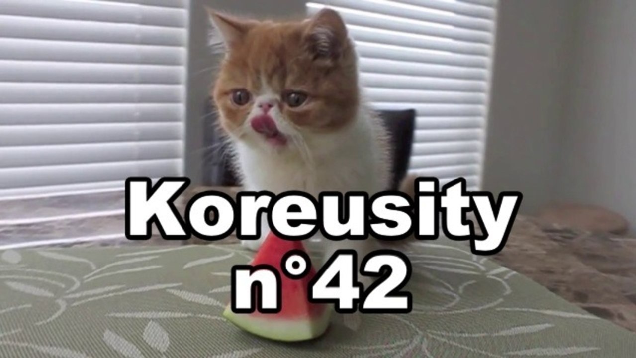 Koreusity n°42