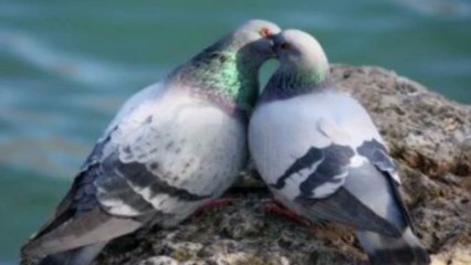 LES DEUX PIGEONS (Jean de La Fontaine) sur une musique d'Erik Satie.