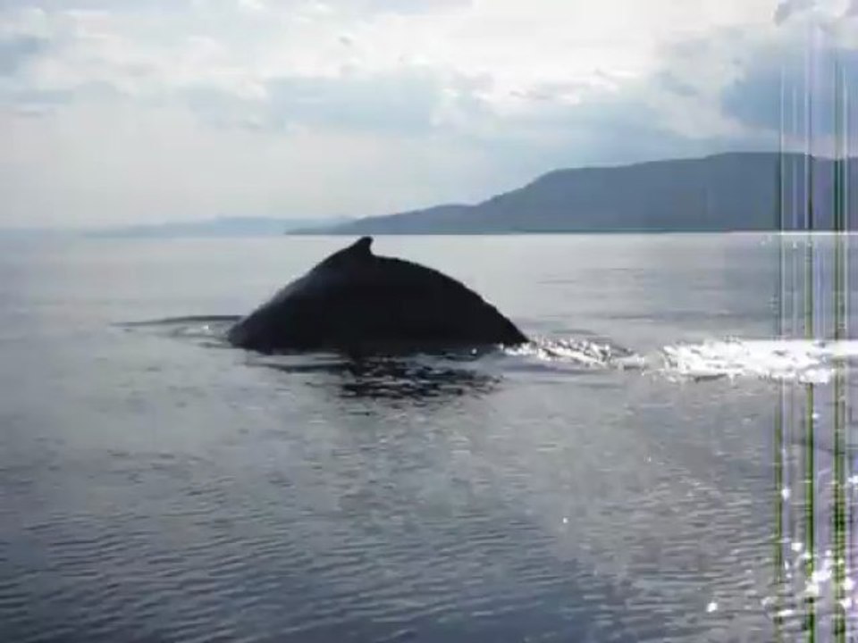 Baleine abosseBergeronnes