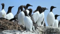 Researchers Figure Out Why Penguins Can’t Fly