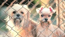 Texas Outlaws Gas Chamber for Shelter Pets