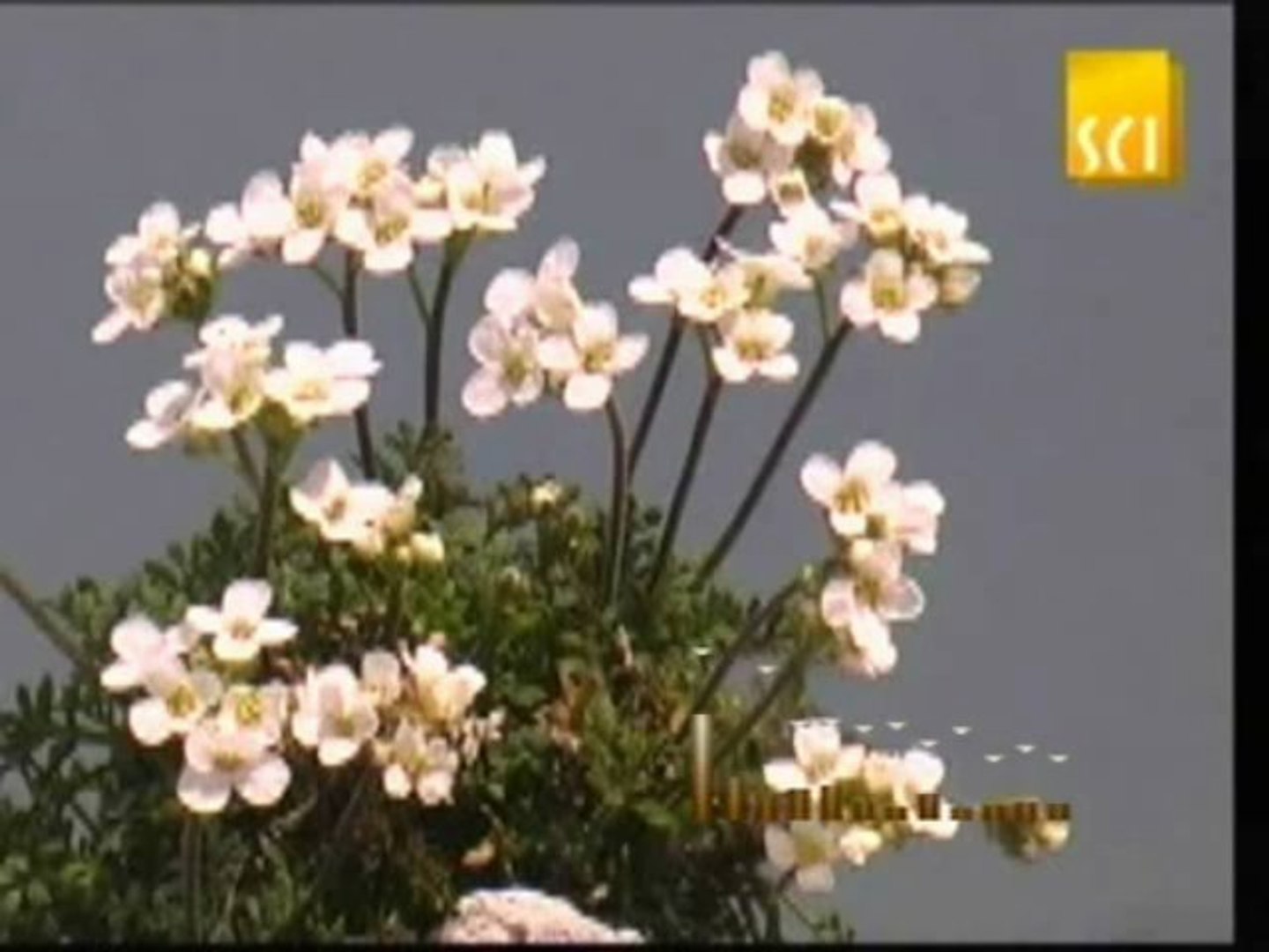 ⁣musica  romántica