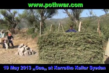 Gha, wheat harvesting in Karratha