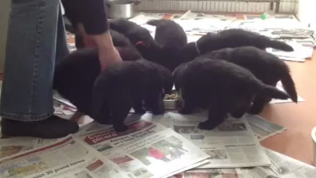 23 mai 2013 (7) : 4,5 semaines (repas)