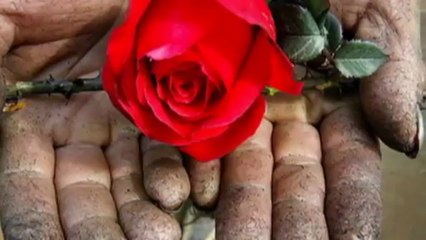 ZİHNİ CİHAN - Gelin Arabası