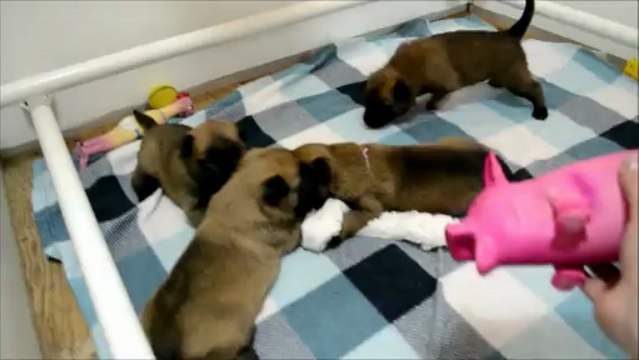 Chiots Berger Malinois âgés de 16 jours - Portée 2013 Elevage Gaia Vlka