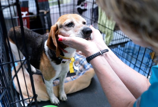 Etats-Unis : après la tornade, le sauvetage des animaux
