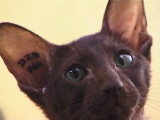 Comment choisir mon chaton