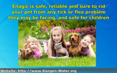 Kangen Is A Dog’s Best Friend For Tick And Flea Removal