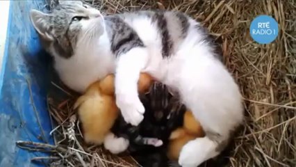 Amazing footage of a cat breastfeeding ducklings
