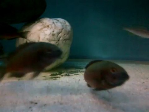 albino ve düz chipimbilerimin yumurta alma videosu ..