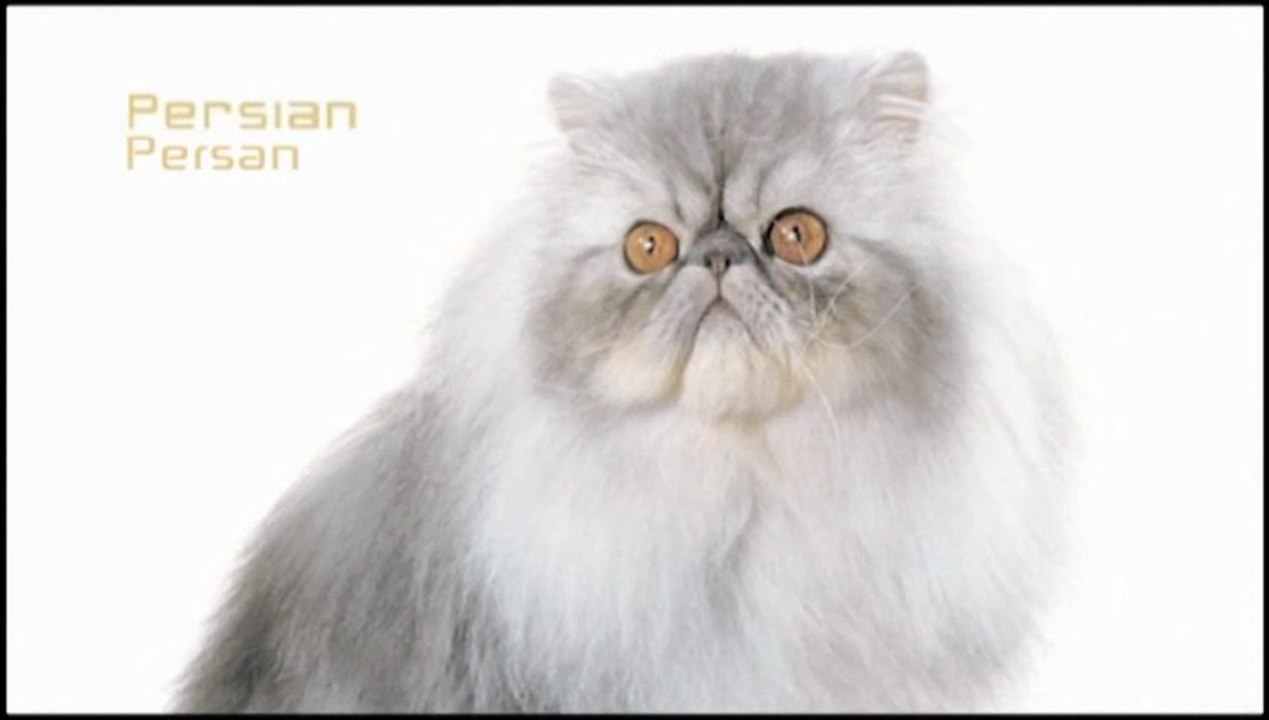 Les Races de chat