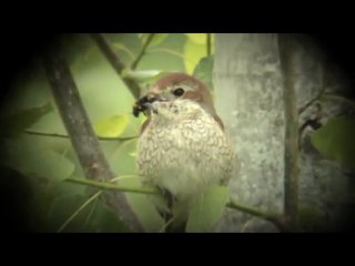 La pie-grièche écorcheur
