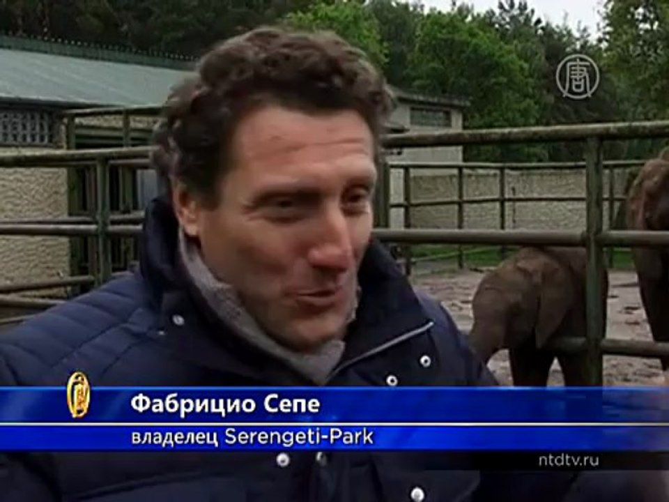 Слон предсказал победителя УЕФА