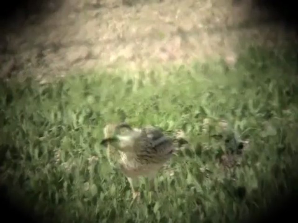 Busards cendrés et oedicnèmes criards dans la MARNE- Mai 2013-