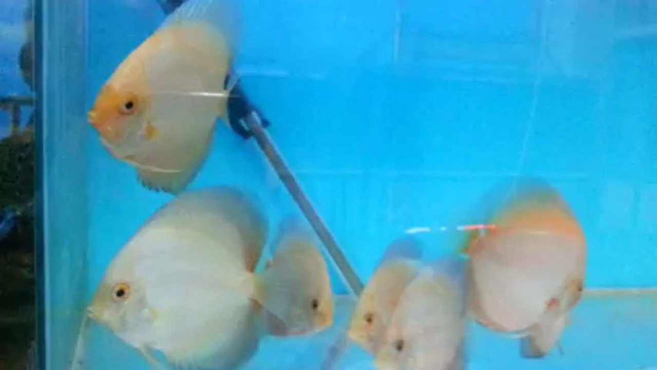 Damızlık adayı discuslar