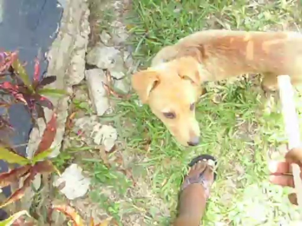 Rocky (my dog) learned how to fetch- Sad Cat diary has nothing on this! (www.bestbizpage.com)