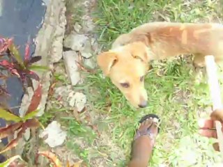 Rocky (my dog) learned how to fetch- Sad Cat diary has nothing on this! (www.bestbizpage.com)