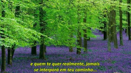 Reflexão - Caminhando pelo bosque