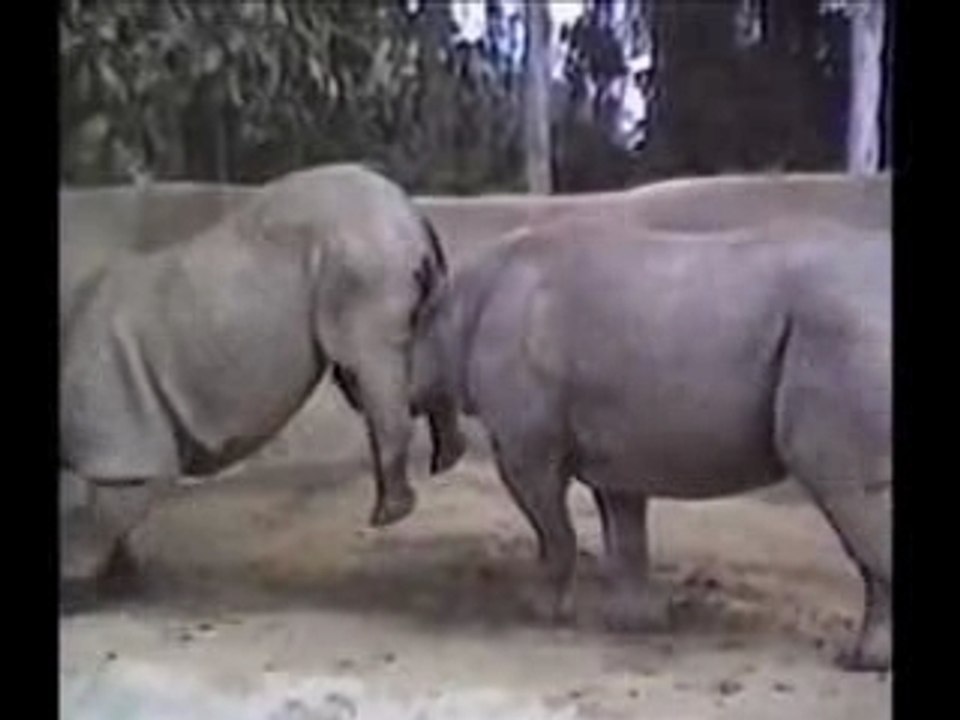 Animales