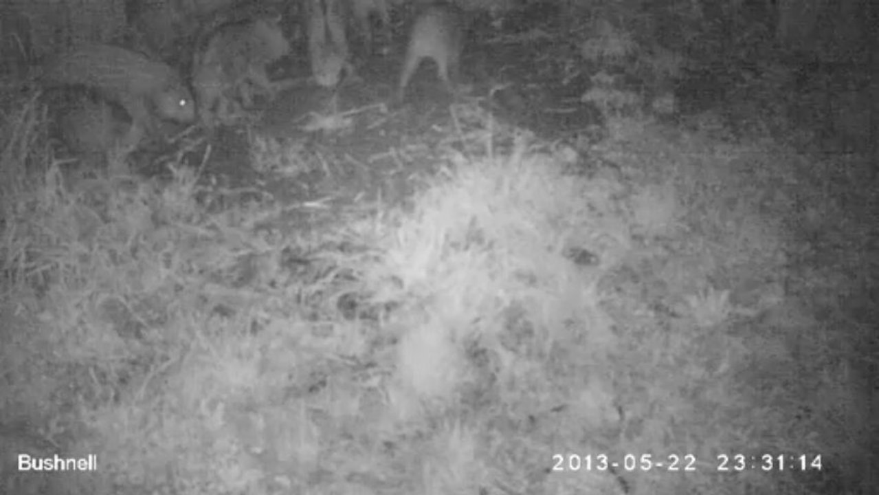 Marcassins_22_mai_2013