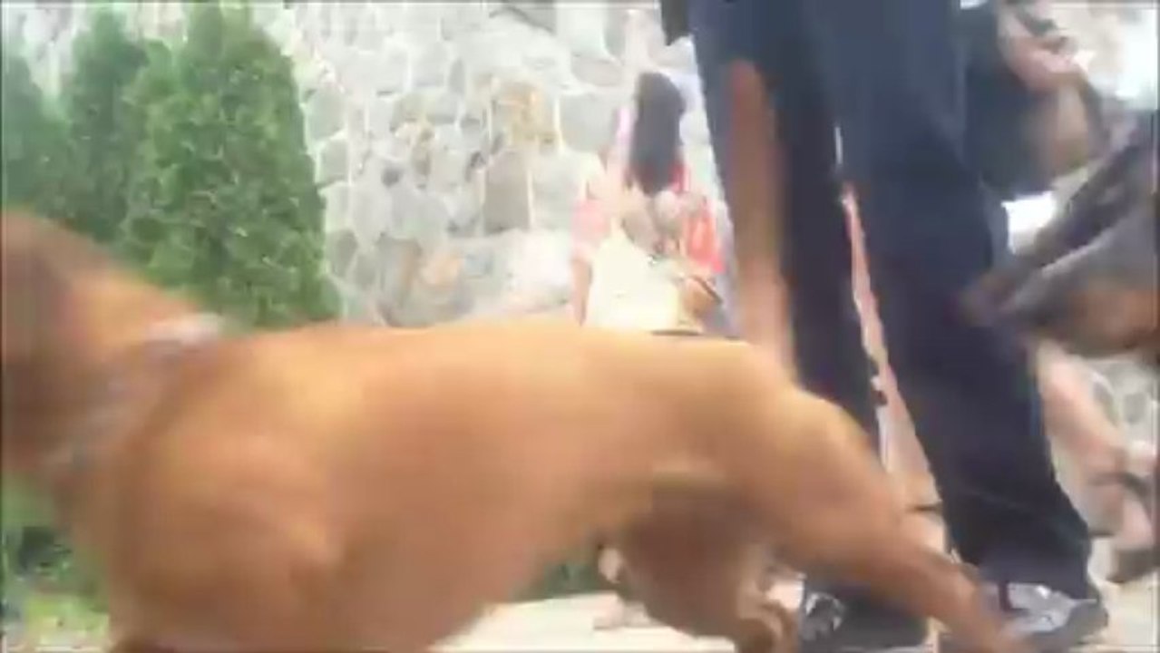 Invasion de chiens-saucisses